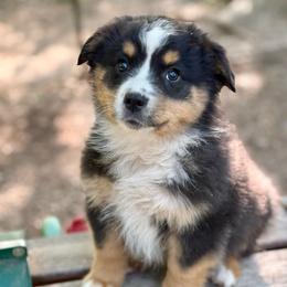 Huxley - Black tri male Miniature Australian Shepherd puppy in Patterson, North Carolina from DreamLine Aussies