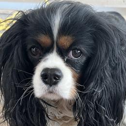 Cavalier King Charles Spaniel All Grown Up from Pemberly Cavaliers