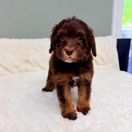 Bourbon - Chocolate male Australian Labradoodle puppy in Springfield, Ohio from Dawson & Daryn's Royal Companions