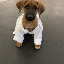 Rhodesian Ridgeback All Grown Up from RR Ridgebacks