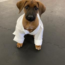 Rhodesian Ridgeback All Grown Up from RR Ridgebacks