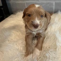Boone - Apricot male Goldendoodle puppy in Pine Grove, California from Lundee Doodles