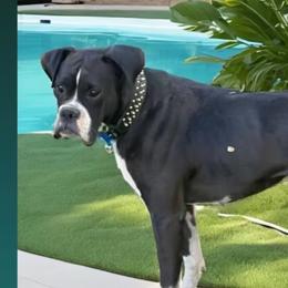 Shiloh - Boxer