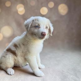 Beckham Leibowitz - Red merle male Australian Shepherd puppy in Statesville, North Carolina from Charming Australian Shepherds
