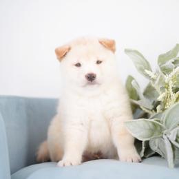 Aiji - Cream Boy - Cream male Shiba Inu puppy in Neosho, Missouri from Sunny Terrace Shibas