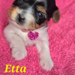 Etta - Black tan and white female Biewer Terrier puppy in Brilliant, Ohio from ORBiT Ohio River Biewer Terriers