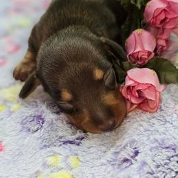 Mocha - Chocolate and tan female Dachshund puppy in Bergen, New York from T. Rex Doxies & Friends