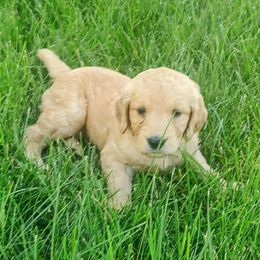 Yellow - Goldendoodle puppy from Dakota Sky's Goldens