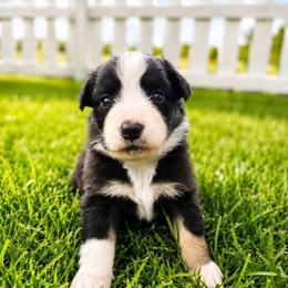 Bryce - Black Tri Female - Black tri-color female Australian Shepherd puppy in Hugo, Colorado from Frying Pan Ranch Australian Shepherds
