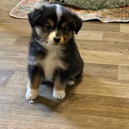 Navy - Black tri female Miniature Australian Shepherd puppy in Bogata, Texas from Maple Creek Run
