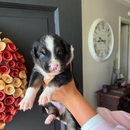Hazelnut - Black tri-color female Australian Shepherd puppy in Spartanburg, South Carolina from Hub City Aussies