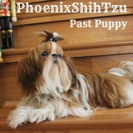 Shih Tzu Puppies from Phoenix Shih Tzu