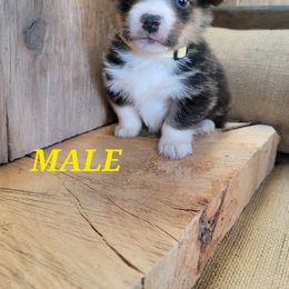 Pembroke Welsh Corgi Puppies from Pinkyella Corgis