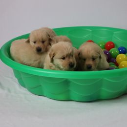 Golden Retriever Puppies from Pebble Creek Golden Retrievers