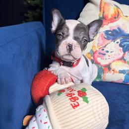 Nova - Black and white female French Bulldog puppy in Plano, Illinois from Velvet Fluffy Pups