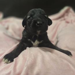 Anatolian Shepherd Dog Puppies from Florida Anatolian Shepherds