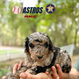 Astros - Blue merle male Bernedoodle puppy in Thatcher, New Mexico from Brush Fire Doodles