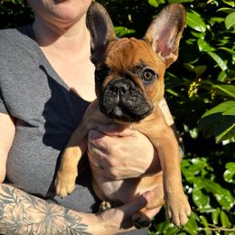 Girl 3 - Fawn French Bulldog puppy in Spanaway, Washington from Frog Faced Frenchies