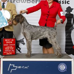 Malybu  - German Wirehaired Pointer