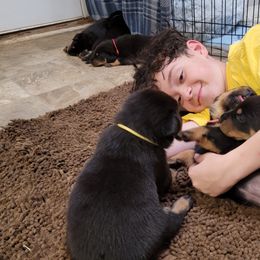 Beauceron Puppies from Rayon de Soleil Beaucerons