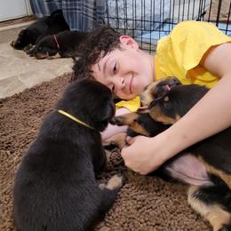 Beauceron Puppies from Rayon de Soleil Beaucerons