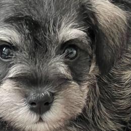 Miniature Schnauzers from Roxy’s Mini Schnauzers