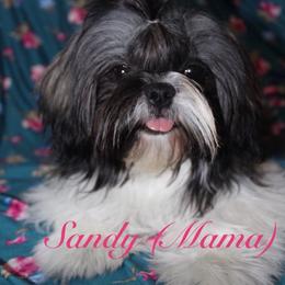 Sandy (white sandy beach ) - Brindle female Shih Tzu puppy in Hemet, California from Aloha Shih Tzu
