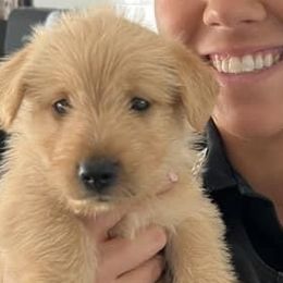 Boy 1 - Scottish Terrier puppy in Wading River, New York from Kane Scottish Terriers