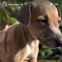 Boy 4 - male Italian Greyhound puppy in Southwest Florida, Florida from Woofford Italian Greyhounds