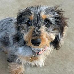 Dachshund Puppies from Itty Bitty Dachshunds