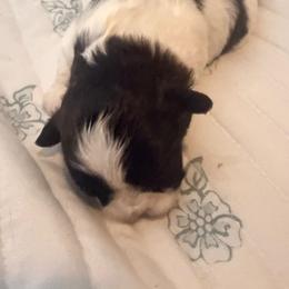 Bruno - Black and white male Shih Tzu puppy in Melbourne, Florida from Sassy Shih Tzu Puppies