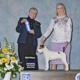 Australian Shepherd and Parson Russell Terrier All Grown Up from Zoolo Kennels
