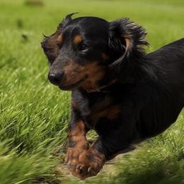 Dash - Dachshund
