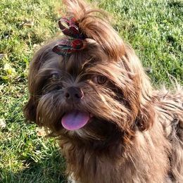 Hudson  - Shih Tzu