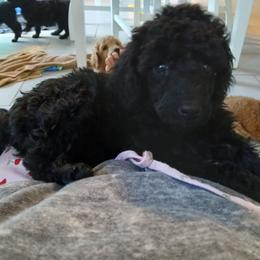 Red - Black female Poodle puppy in Big Rapids, Michigan from Meeker's Ridge Standard Poodles