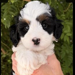 Green boy - Tri-color male Bernedoodle puppy in Gilbert, Arizona from Azteddybeardoodles
