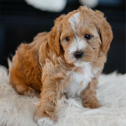 Noelle - Apricot female Goldendoodle puppy in Pasco, Washington from Sunset Grove