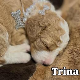 Trina - Apricot female Goldendoodle puppy in Cordova, Tennessee from TrueLine kennels