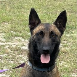 Lucy - Belgian Malinois