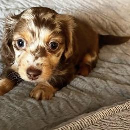 Dachshunds from Doxie R Us KY