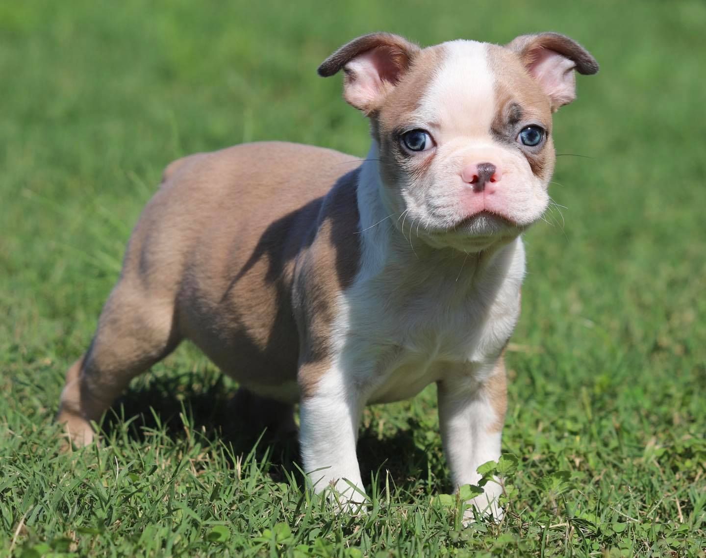 Farmstead kennels shop