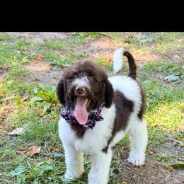 Calypso - Brown and white female Bernedoodle puppy in Falmouth, Michigan from Dyer Lake Newfoundlands