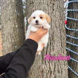 Hazelnut - Yellow and white female Bernedoodle puppy in Mount Vernon, Missouri from PoodlelyDoodlely