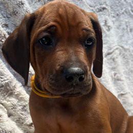 Boy 9 - Rd whtn blk nose male Rhodesian Ridgeback puppy in Aubrey, Texas from Bushveld Rhodesian Ridgebacks