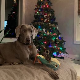 Weimaraner Puppies from Three Oak’s Kennel