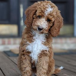 Goldendoodles and Poodles from Gorgeous Goldendoodles