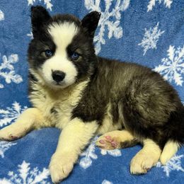 Ralphie - Black and white male Siberian Husky puppy in Centreville, Maryland from Huskies By the Bay