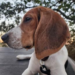 Colin - Black tan and white male Beagle puppy in Bois D Arc, Missouri from Country Home Pets and Farm