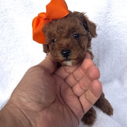 June - Red  female Goldendoodle puppy in Mint Hill, North Carolina from DoodleForever
