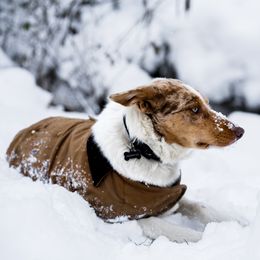 Border Collie Puppies from Cullins Collies